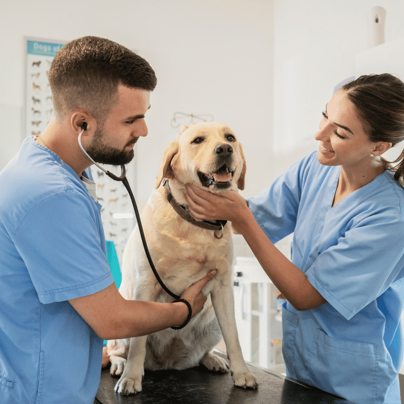 Veterinarian-  Best Paying Jobs In Health Care